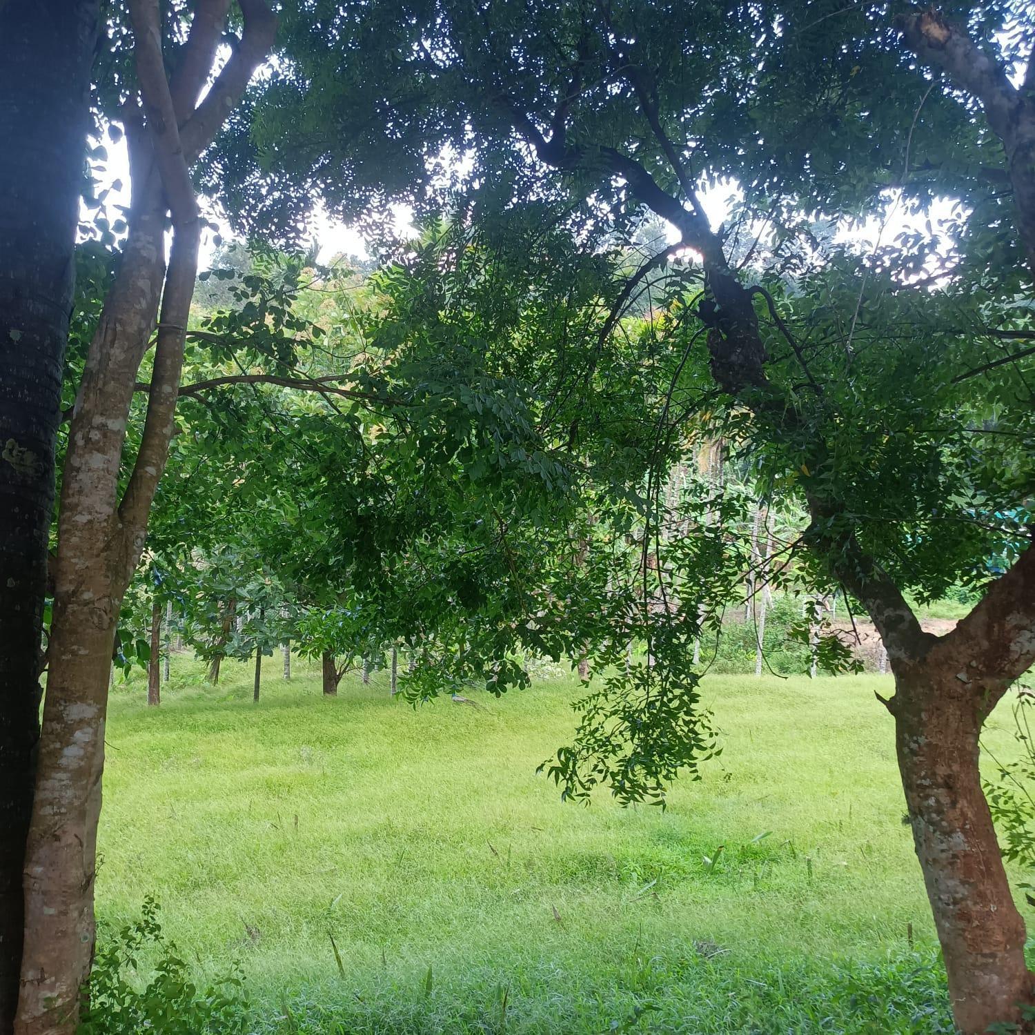 Padavayal Greens Attappādi Exterior foto